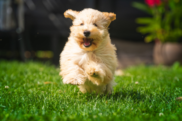 Väčší Maltipoo uteká po trávniku